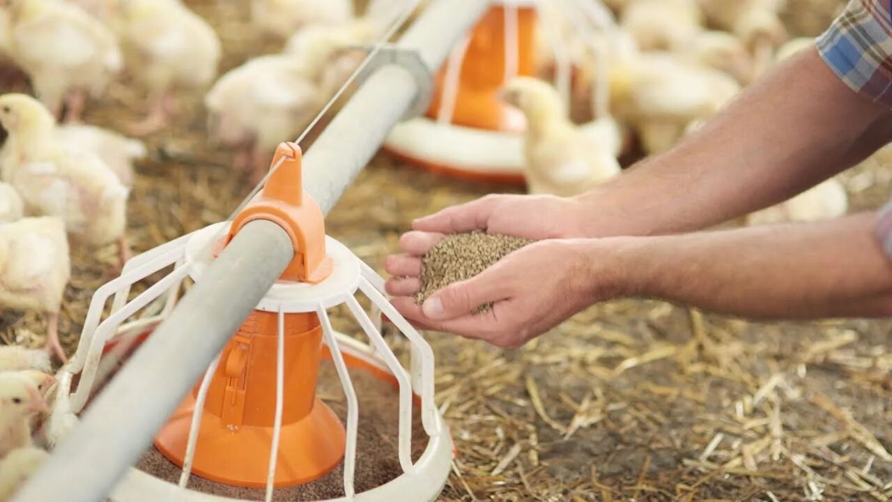 Птицеводство бройлеры. Feeding poultry. Рябушка для цыплят. Куриная ферма. Feeding poultry.