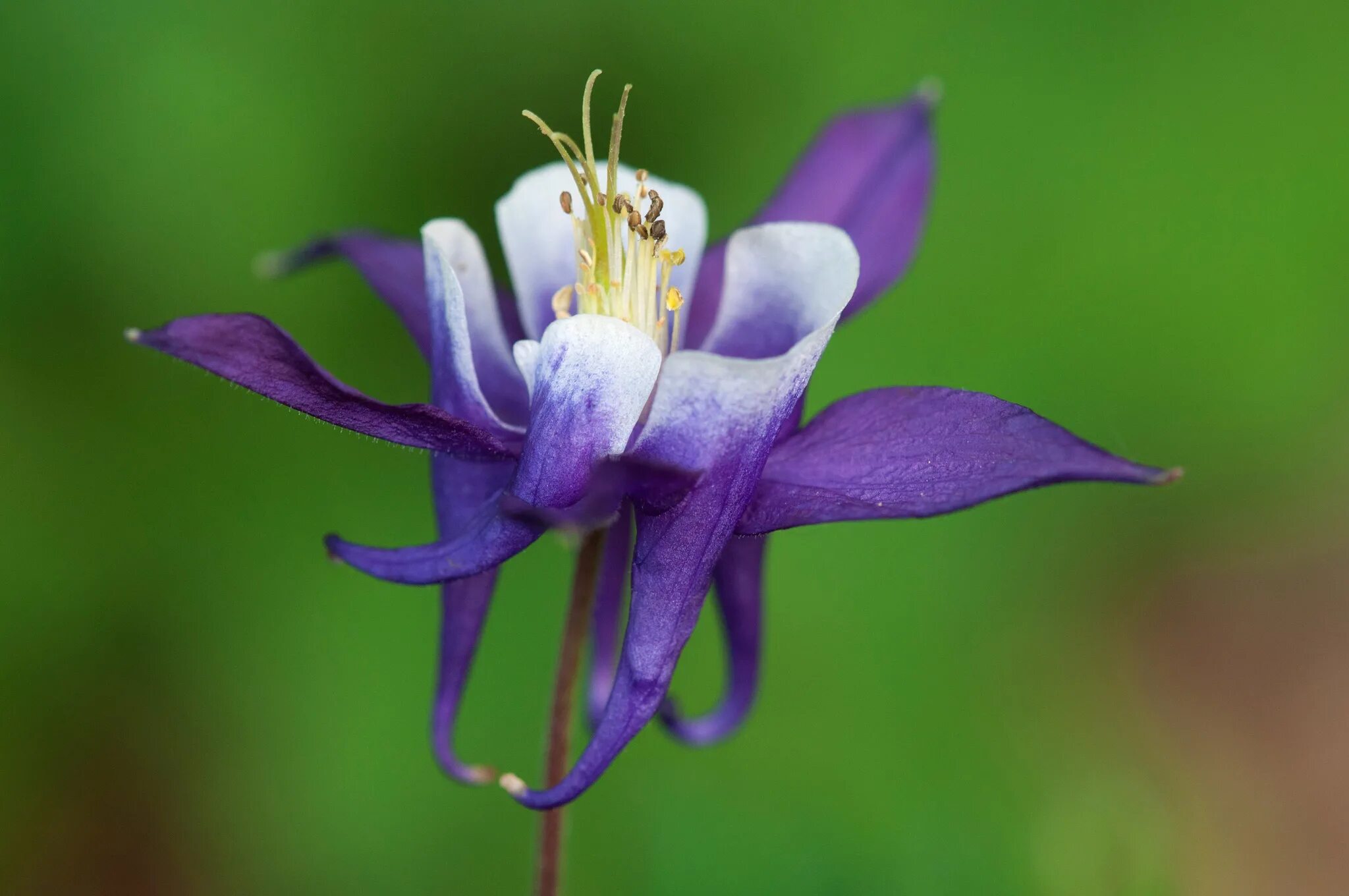 К чему снятся цветы? сонник. Прострела даурского (сон-травы). Прострел крымский сон-трава. Красота весны. Прострел луговой цветок.