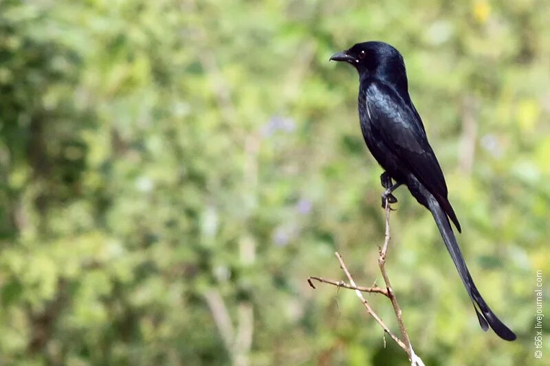 Какая птица имеет хвост. Чекан птица черный. Птица с длинным хвостом. Черная птица с раздвоенным хвостом. Черная птичка с длинным хвостом.
