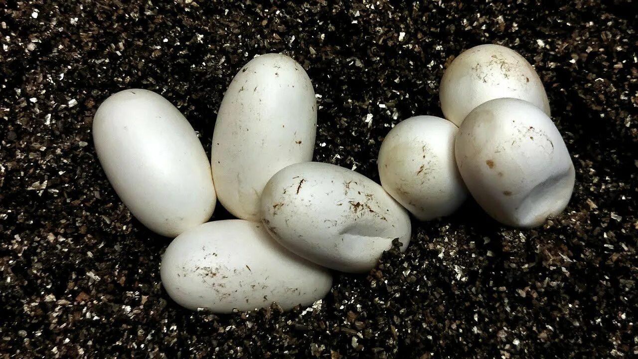 Кожистая оболочка яиц пресмыкающихся. Змеиные яйца. Яйца пресмыкающихся. Гадючьи яйца.