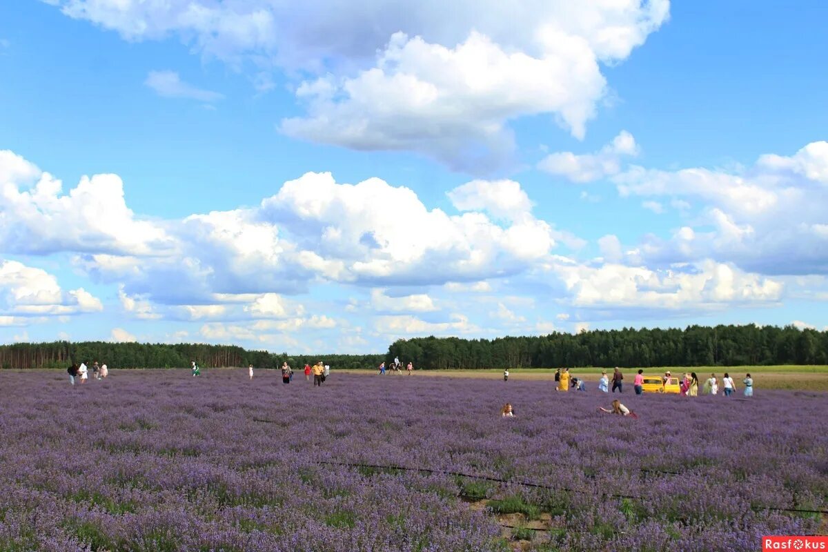 день поля. рудня споницкая лавандовое поле. васильковое поле беларусь. поле гомель. поле гомель.