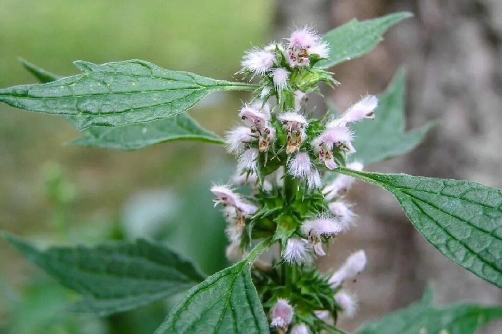 пустырник обыкновенный (leonurus cardiaca). пустырник обыкновенный (leonurus cardiaca). пустырник сердечный - leonurus cardiaca l. :. пустырник пятилопастный (leonurus quinquelobátus).