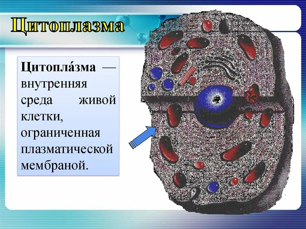 10. Цитоплазма. Цитоплазма это в биологии. Цитоплазма клетки. Строение цитоплазмы. Каково значение цитоплазмы структуры в жизнедеятельности клетки