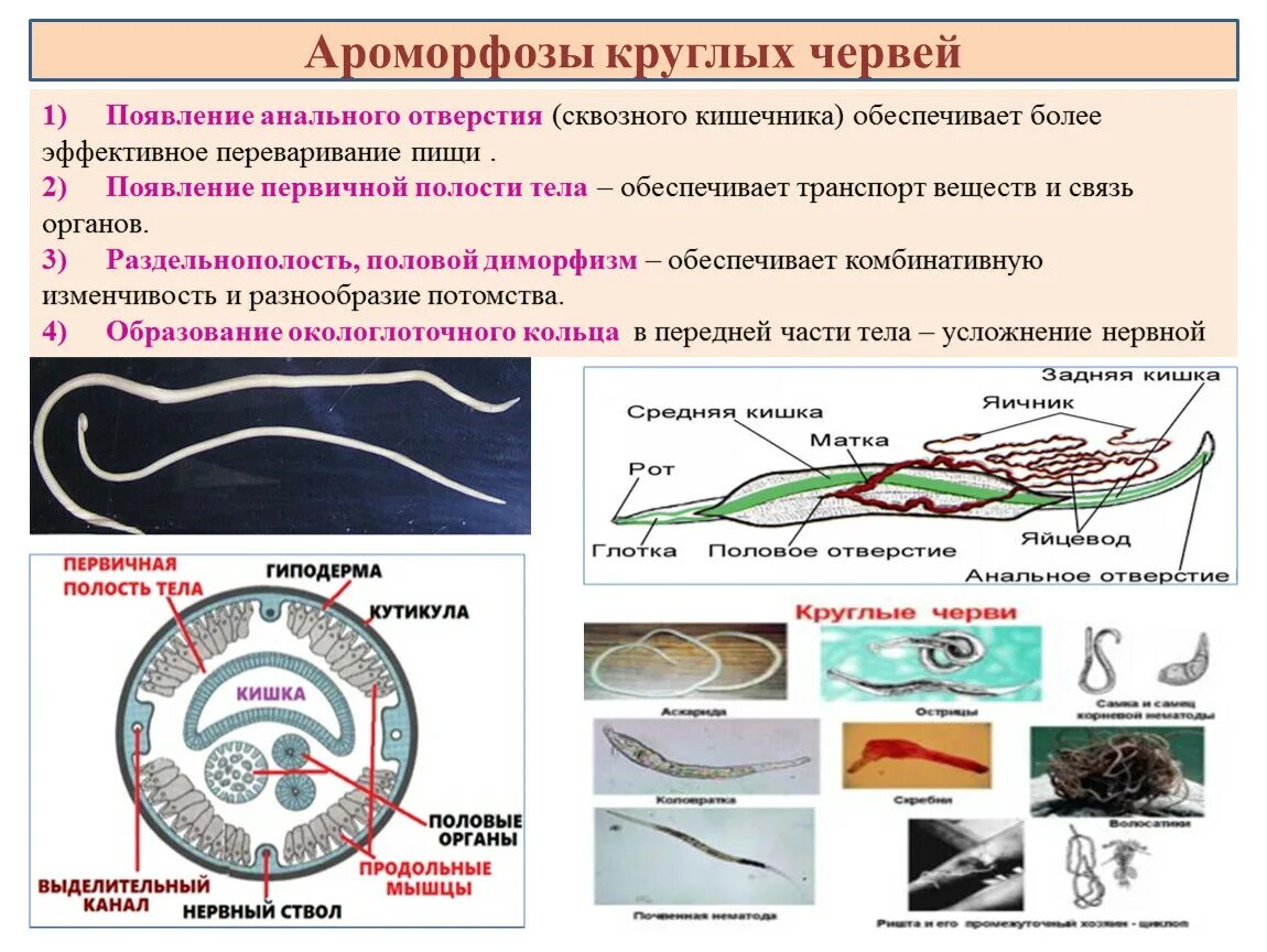 Строение круглых червей ЕГЭ биология. Тип круглые черви строение аскариды. Таблица Тип круглые черви нематоды. Круглые черви строение 7 класс биология.