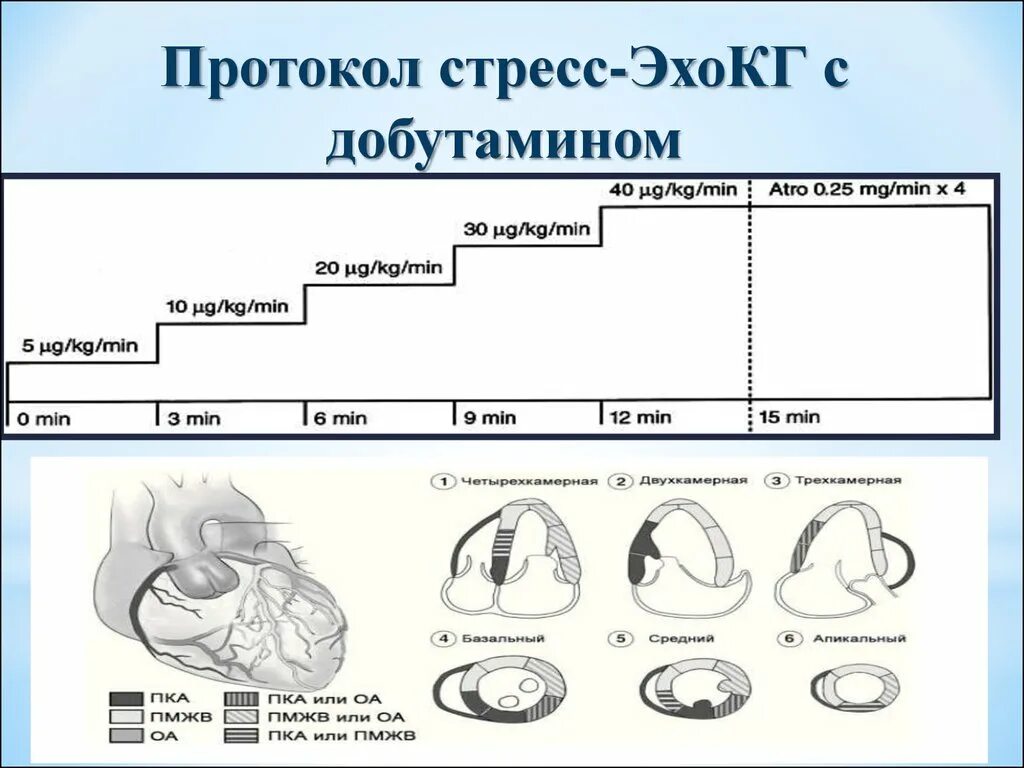 Стресс с добутамином