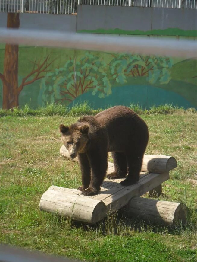 Животные ярославля