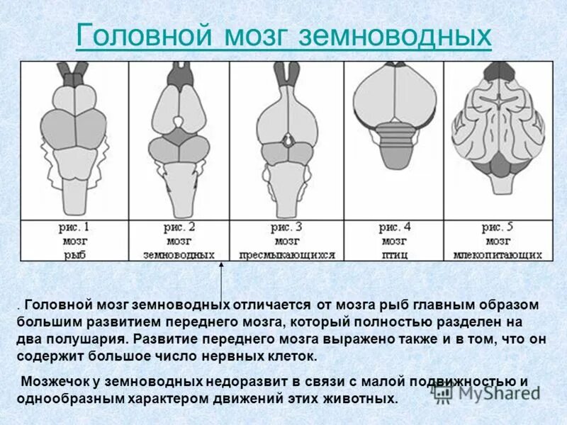 Головной мозг птиц отличается от земноводных