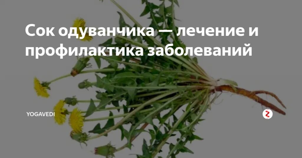 Корень одуванчика. Сок одуванчика. Одуванчик от сахарного диабета. Сок от одуванчиков.