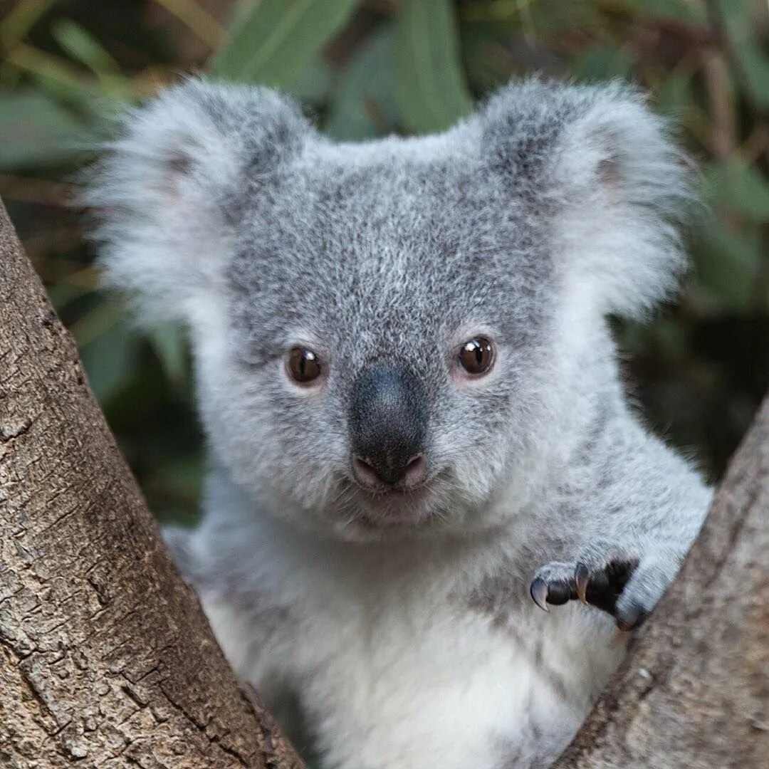 Коала в Австралии. Маленькая коала. Глаза коалы. Куала маленькая.
