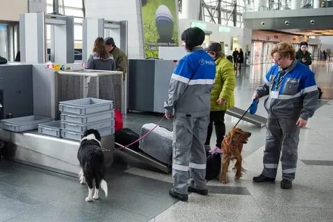 Собака в аэропорту