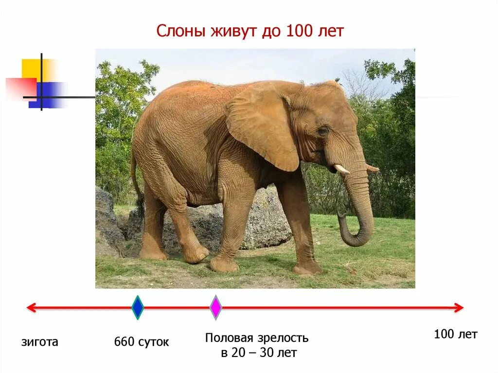 Продолжительность жизни животных. Какие животные сколько живут. Продолжительность жизни животных окружающий мир 1. Сколько лет живут животные 1 класс.