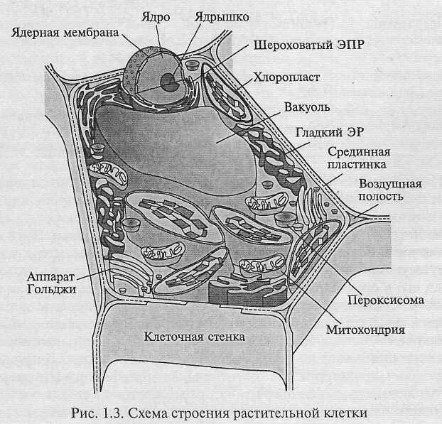 Стенка клетки рисунок. Клеточная стенка раст клетка. схема строения клеточной стенки. стенка животной клетки. клеточная стенка схематическое изображение.