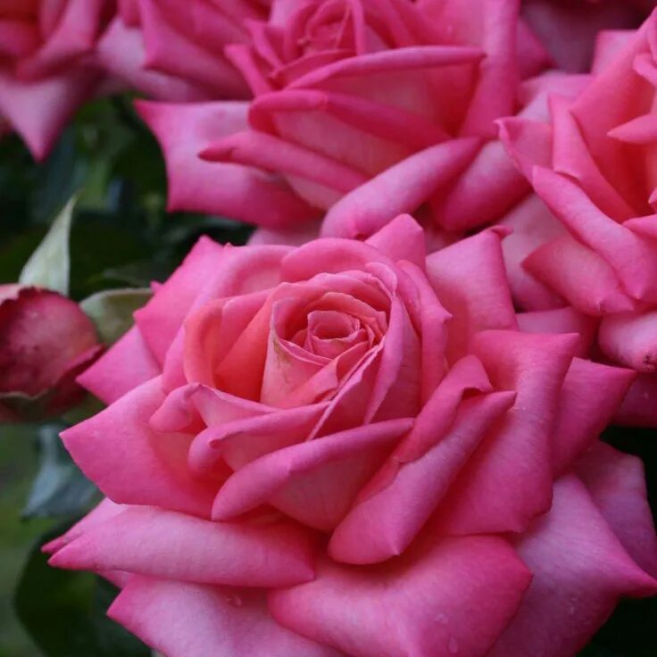 Pin on Splendid roses Hybrid tea roses, Rose, Tea roses