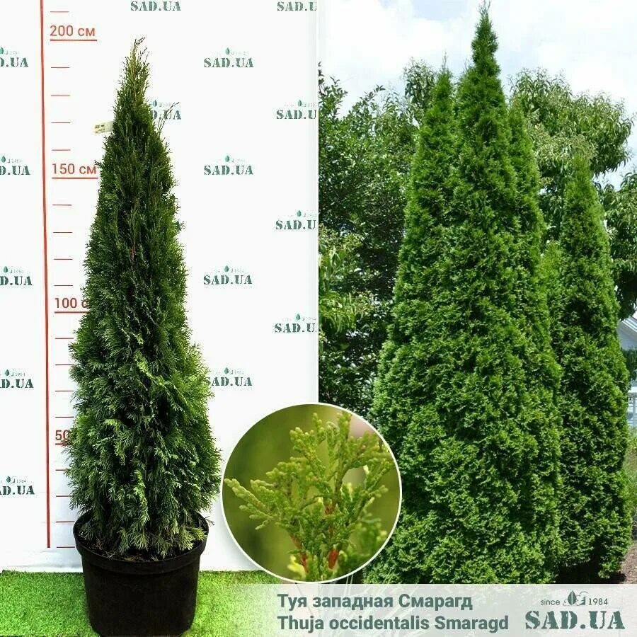 Купить Туя западная Golden Brabant - Туя - GardenPlants