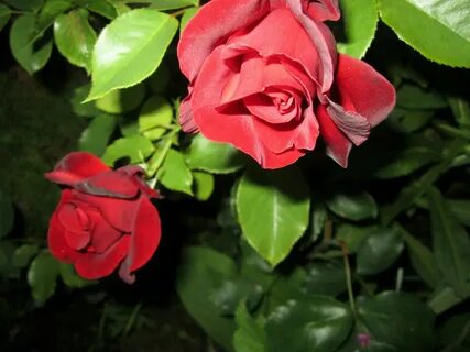 Rose family