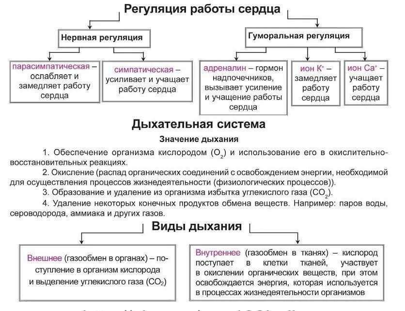 Дыхательная система ЕГЭ биология. Дыхательная система человека ЕГЭ. Дыхание человека ЕГЭ биология. Дыхание человека ЕГЭ.