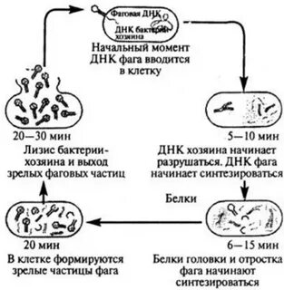 Литический цикл бактериофага