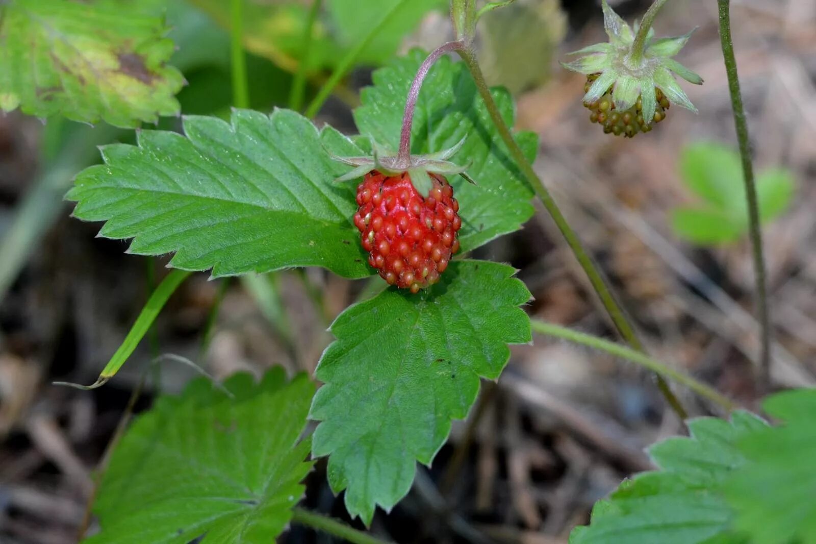 Какие листья растения у земляники. Земляника Лесная (Fragaria vesca). Земляника Лесная (Fragaria vesca) "Regina". Земляника мускусная. Земляника ампельная Лоран.