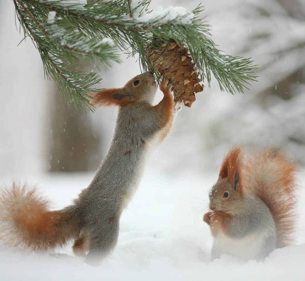 хвостик белочки. белка зимой. белка зимует. белки на елке зимой. вадим трунов белка зимой.