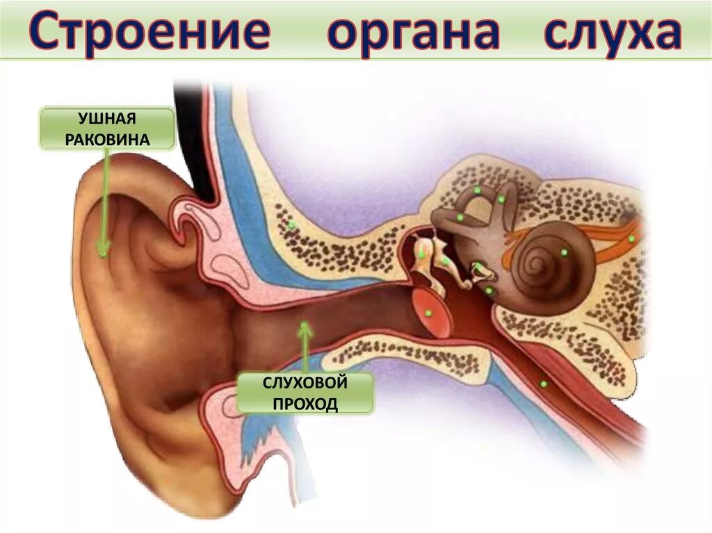 Изучение строения органа слуха на муляже. Строение слухового анализатора нервы. Слуховой анализатор евстахиева труба. Строение среднего уха слухового анализатора. Орган слуха анатомия уха строение.