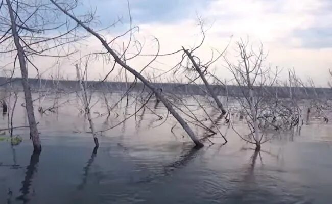 Щука в зарослях. Речная коряга. В коряжнике. Коряги на болоте. Болотистые берега реки колокша.