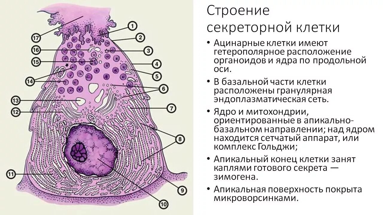 Структура клетки гистология. Клетки поджелудочной железы гистология. строение секреторной клетки. строение клетки поджелудочной железы. клетки поджелудочной железы схема.