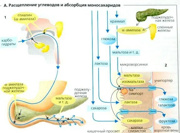 Схема расщепления углеводов в организме человека. Схема процесса расщепления углеводов. Схема процесса расщепления белка в организме. Процесс расщепления и всасывания углеводов схема.