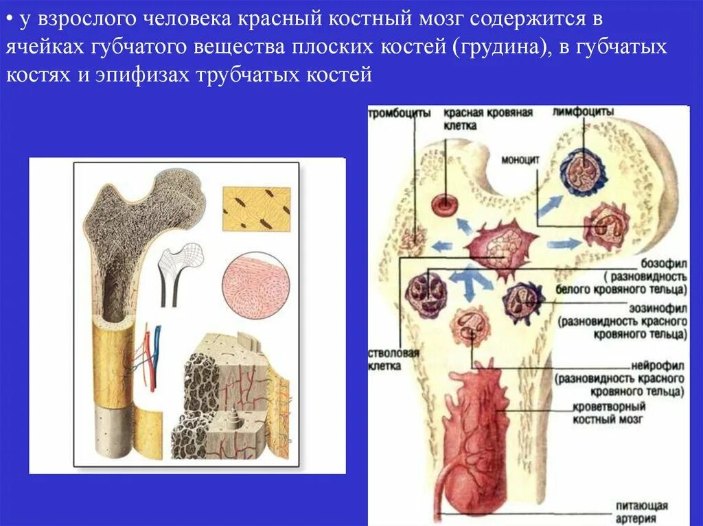 Где находится желтый костный мозг в трубчатых. Красный костный мозг локализован. Красный костный мозг в губчатой кости. Локализация желтого костного мозга. Костный мозг трубчатых костей.