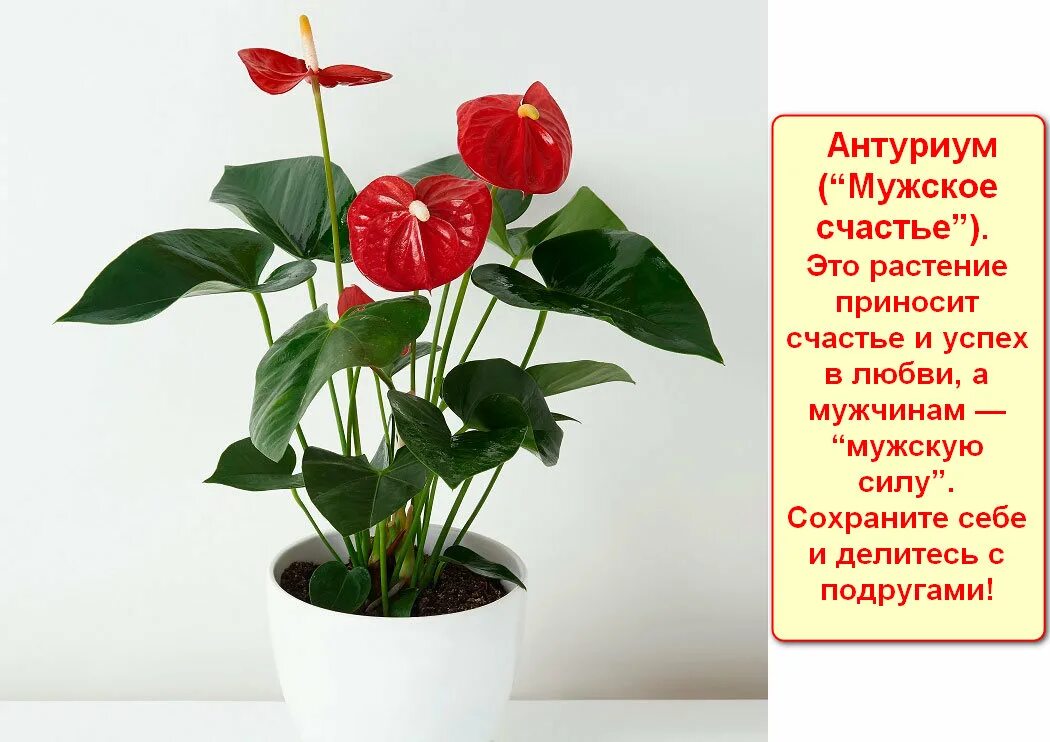 Мужское счастье научное название. Мужское счастье научное название. Антуриум блэк лав. Красный антуриум цветок. Антуриум андрианум блэк куин.