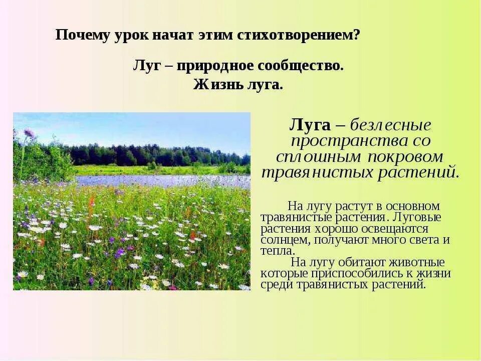 Природное сообщество Лу. Природное сообщество Луга. Дег природное сообщество. Описание Луга. Конспект урока 3 класс природные сообщества