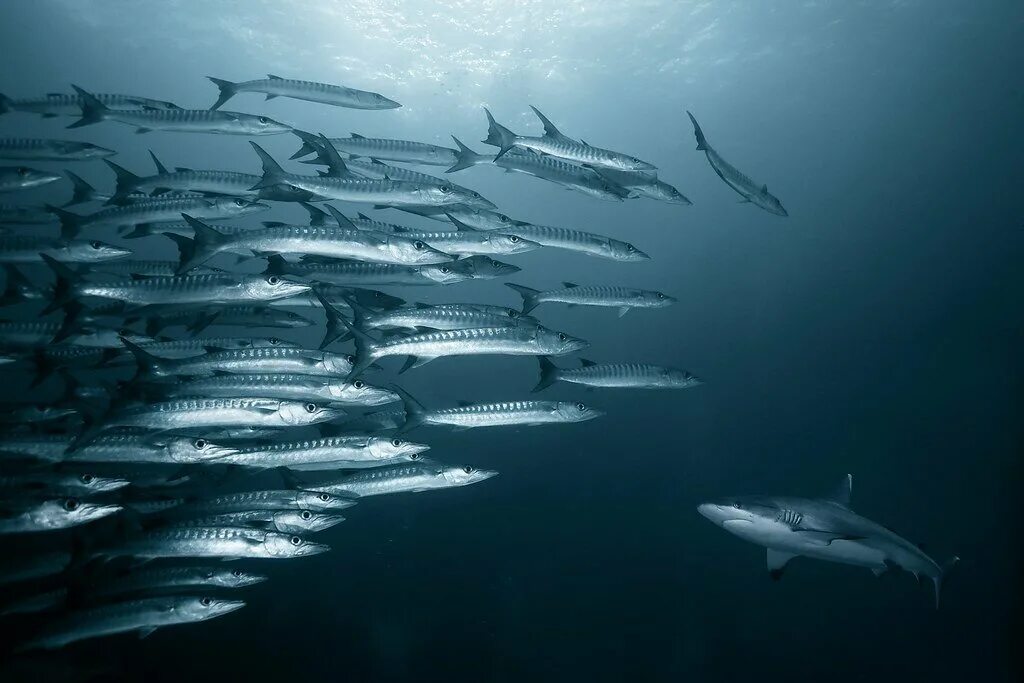 Верхние толщи воды. Рыбы в океане. Стаи рыб в океане. Косяки рыб в океане. Рыбы мирового океана.