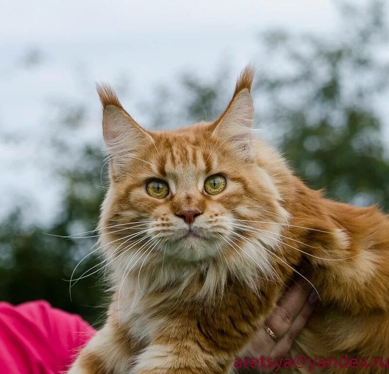 Мейн кун рыжий. Рыжий кот Мейн кун. Рыжие Мейн куны. Рыжая кошка Мейн кун. Кличка кота мейн