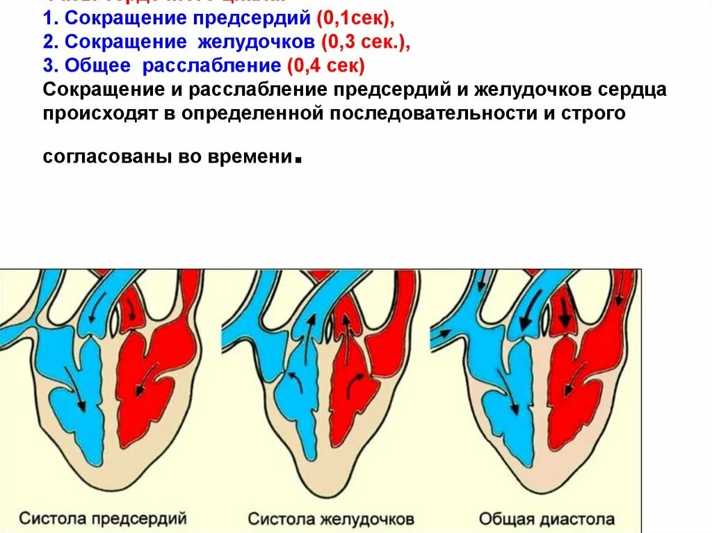 Расслабление предсердий и желудочков. Сокращение предсердий. Сердечный цикл. Сокращение (систола) предсердий. Сокращение предсердий и желудочков.