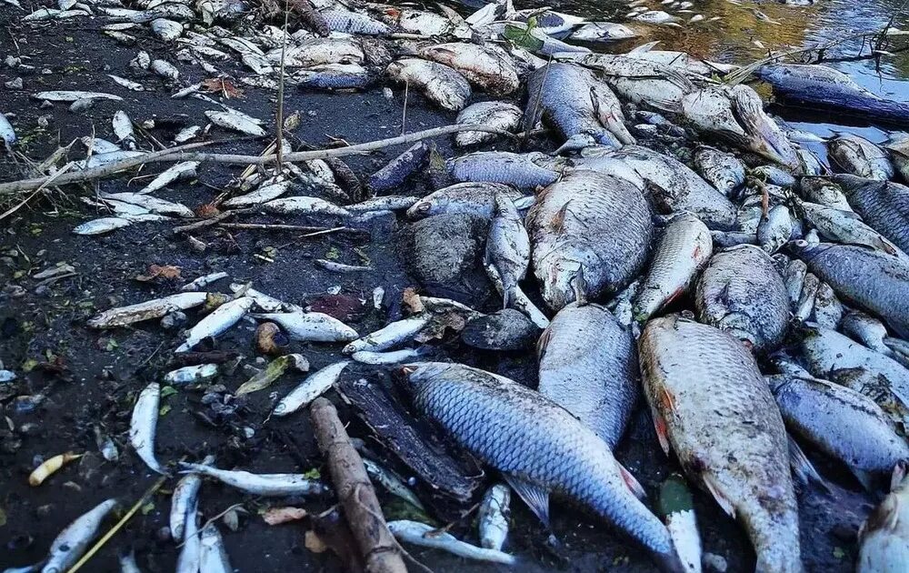 Экологическая катастрофа. Рыбы наших водоемов. Рыба в водохранилище. Экологическая катастрофа рыбы. Недавние экологические катастрофы 2023