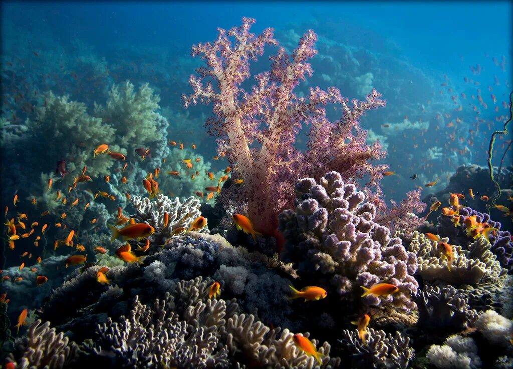 Незабываемое море. Риф Сатайя. Sataya Reef. Фото риф сент-Джонс риф Дальний Юг фото.