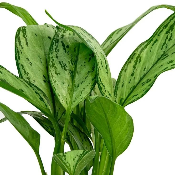 Аглаонема мария кристина фото описание Aglaonema Maria Christina is a Genus of Flowering Plants in the Arum Family, Ara