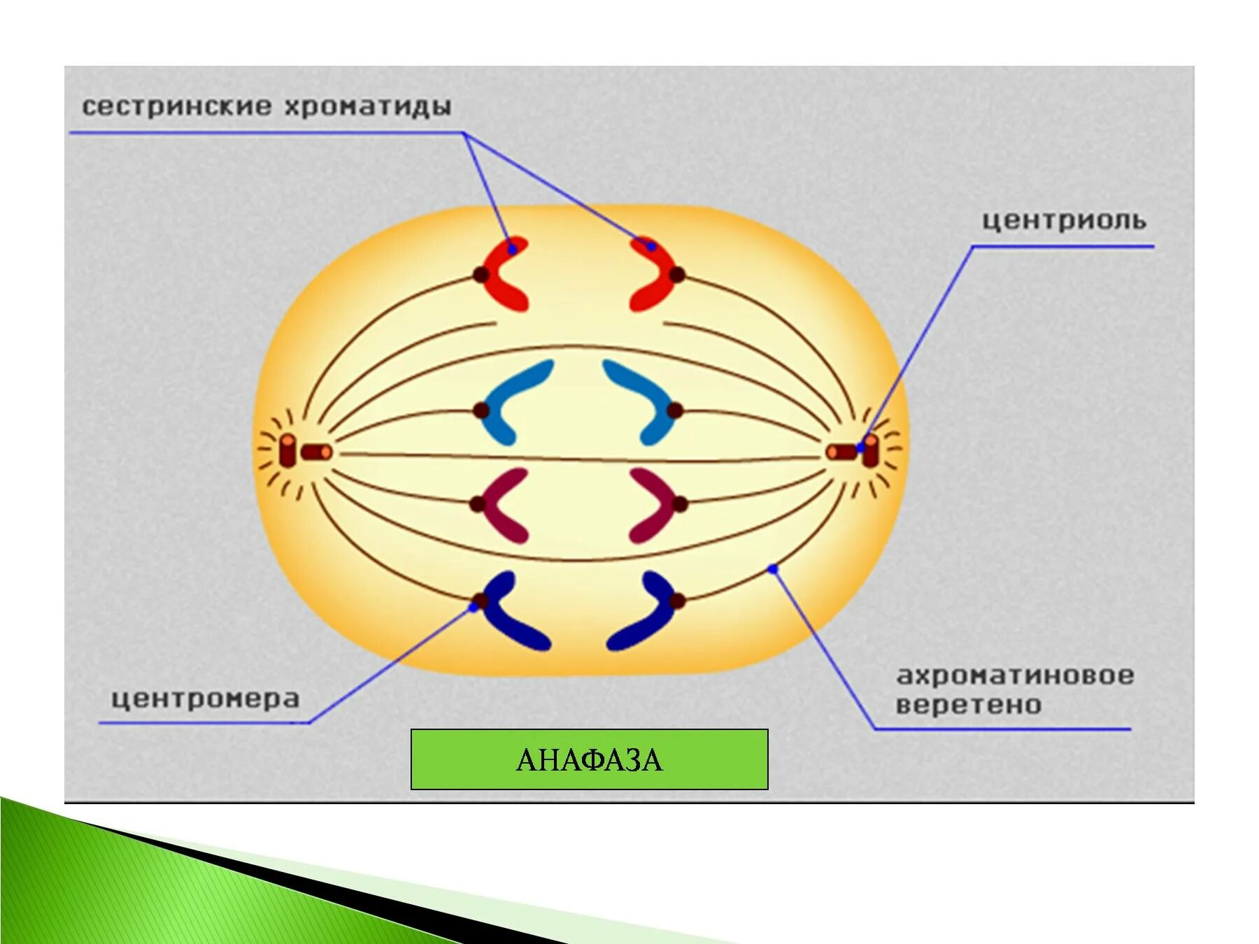 Центриоли Веретено деления. Вере еноделенич анафаза. Веретено деления анафаза. Веретено деления строение. Аппарат деления клетки