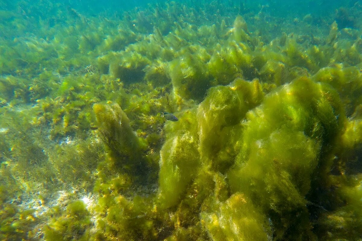 Водоросли в мидиях. Фитопланктон фото водоросли. Фитопланктон мирового океана. Водные растения черного моря фитопланктон.