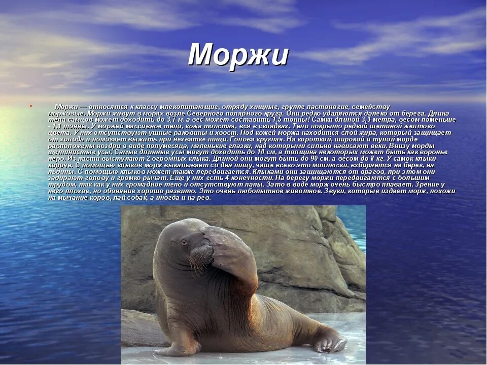 Морж приспособление к среде обитания. Ластоногие моржи. Морж Северного Ледовитого океана. Морж презентация. Презентация на тему морж.