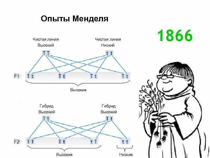Получение чистых линий. Чистые линии пример. чистые линии в генетике пример. чистая линия генетика. чистота линий в генетике.