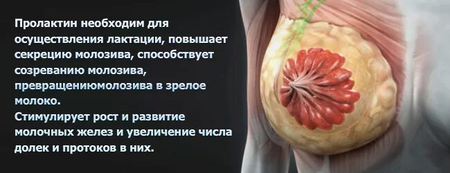 Пролактин симптомы у женщин. Пролактин. высокий пролактин. если повышен пролактин у женщин. пролактин повышен у женщины причины.