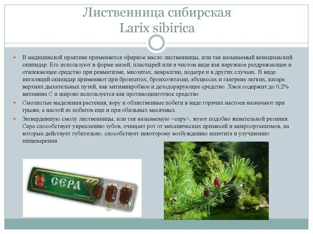 Роль лиственницы. Характеристика лиственницы. лиственница в медицине. лиственница сибирская характеристика. свойства лиственницы.