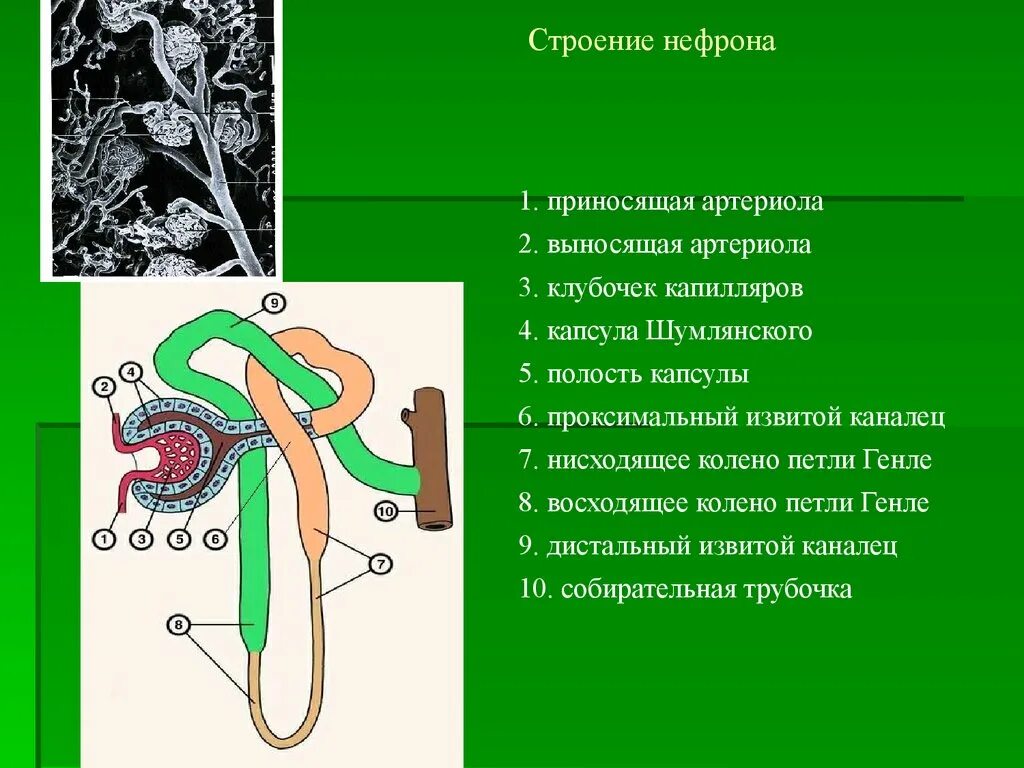 Выносящая артериола почки. Мочевыделительная система структура нефрон. Нефрон система анатомия. Выносящая артериола нефрона функция. НЕЫРОН капилчрный коубовек капчула нефрона вынрсяшая артериола.