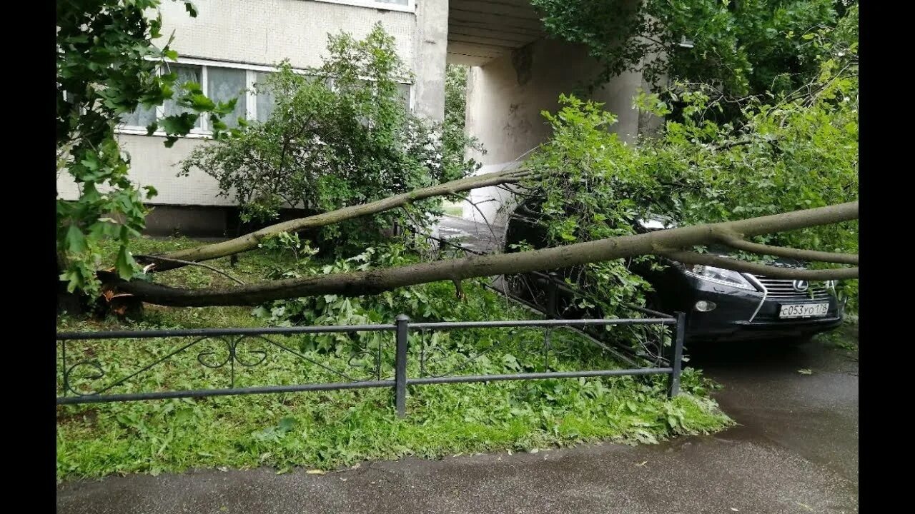 Кому звонить если упало дерево