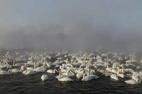 Лебедино алтайский край