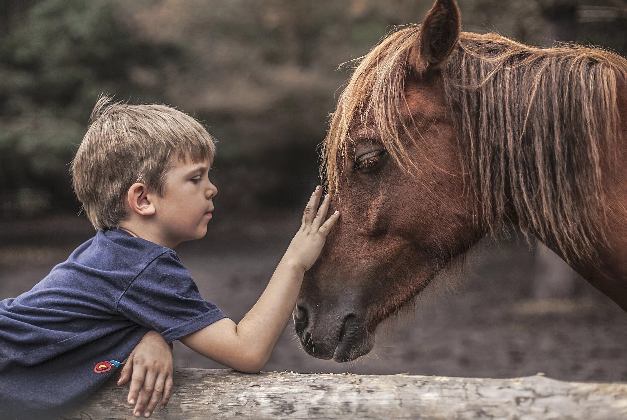 Мальчик на лошади. Фотосессия с лошадьми дети. Лошадь для детей.