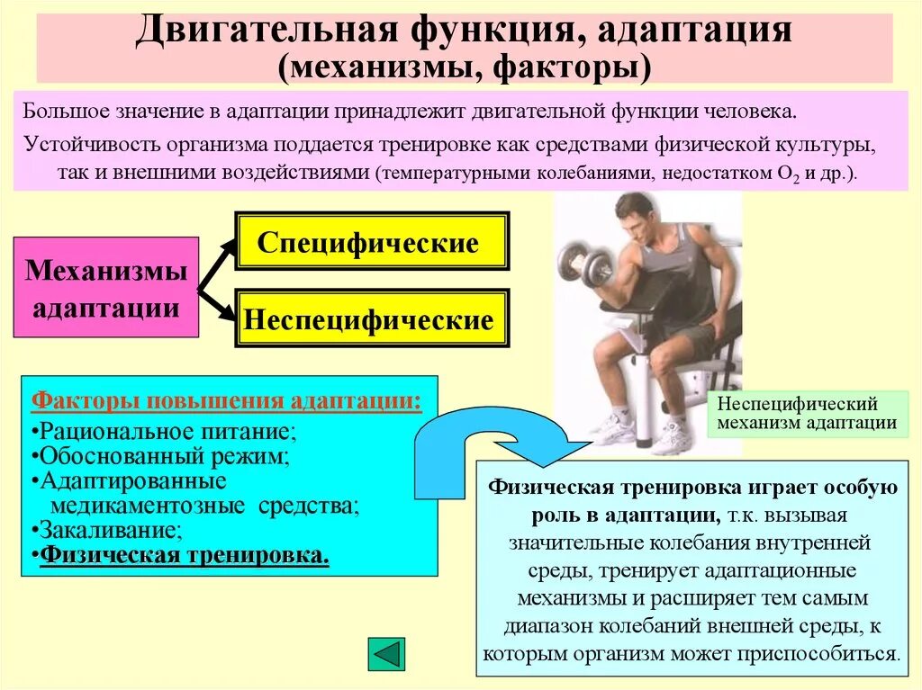 Функция воздействия заключается в. Механизмы адаптации организма человека. Двигательная активность схема. Адаптация организма к физическим упражнениям. Механизм адаптации к физическим упражнениям.