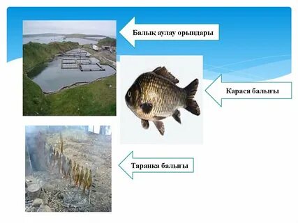 Армян лесбияндарының суреттері