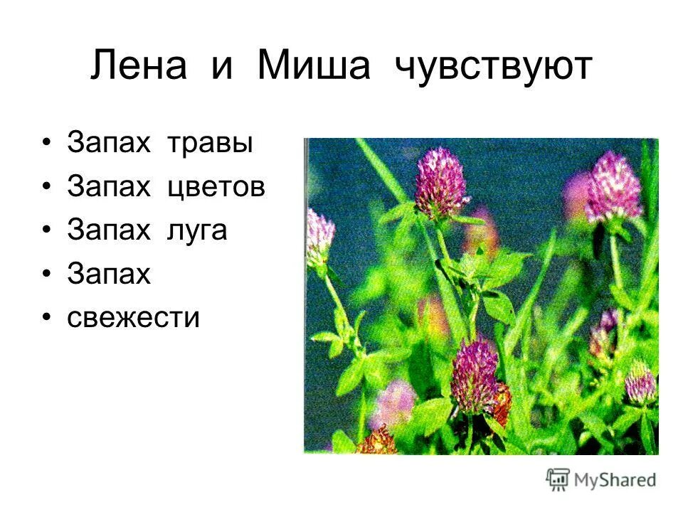 Запах какой травы не любят мыши. Запах какой травы не любят мыши