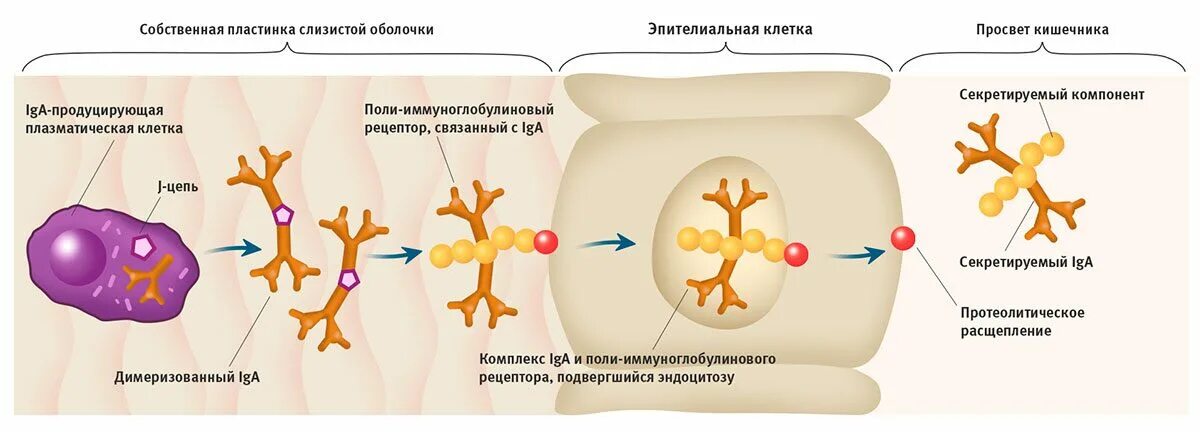 Иммунная система кишечника. Кишечник и иммунитет. 80 Иммунитета в кишечнике. Микрофлора и иммунитет.